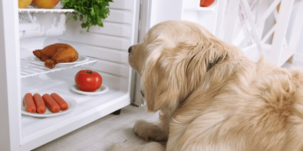 dog nutritional guide